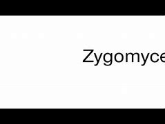 Image result for co_to_za_zygomycetes