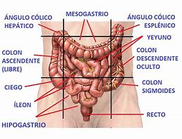 Image result for hipogastrio