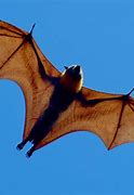 Image result for Giant Flying Foxes