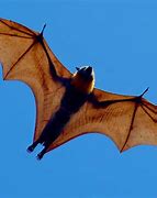 Image result for Giant Flying Fox Bat Anatomy