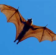 Image result for Great Flying Fox Bat