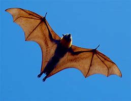 Image result for Flying Fox Wing Rip