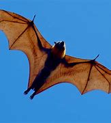 Image result for Golden-crowned Bat