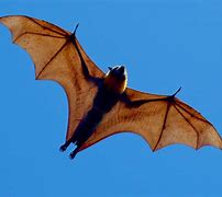 Image result for Flying Fox Bat Face