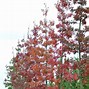Image result for Quercus coccinea Splendens