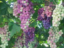 Image result for Vineyard Vines Purple Ruffle Sleeve