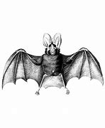 Image result for Vintage Bat Drawing Easy