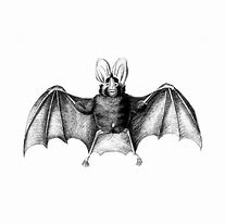 Image result for Bat Image Vintage Curled Up
