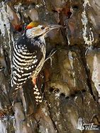 Image result for Dendrocopos auriceps