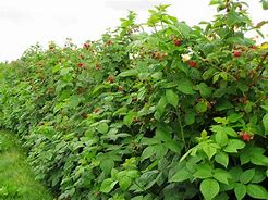 Image result for Wild Raspberry Vines