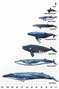 Image result for Blue Whale Size Comparison Chart