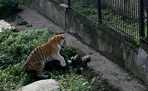 Image result for Pet Tiger Attacks