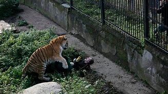 Image result for Tiger Mauls People