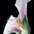 Image result for Alcea rosea new york scallop