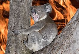 Image result for Koala Crying
