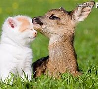Image result for Cute Animals with Quotes