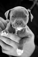 Image result for Pit Bull Terrier Puppy