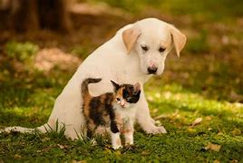 Image result for Puppy and Kitten Computer Case
