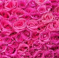 Image result for Dark Hot Pink Backround