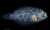 Image result for "platichthys Flesus". Size: 165 x 100. Source: alexhyde.photoshelter.com