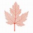 Image result for Sugar Maple Leaf Illustration