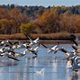 Image result for Bird Pelican Fish