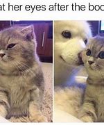 Image result for Cat Memes to Cheer You Up