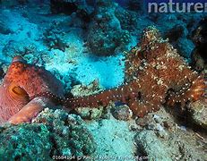Image result for Pair of Octopuses