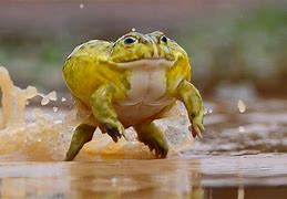 Image result for Wierd Frog Meme