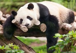 Image result for Giant Panda Sleeping