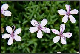 Image result for Dianthus arpadianus var. pumilus