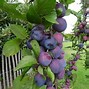 Image result for Prunus domestica Bleue de Belgique