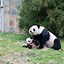 Image result for Giant Panda Habitat Zoo