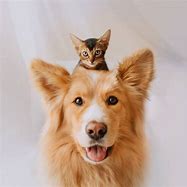 Image result for Dog and Cat Photography