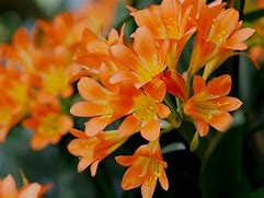 Image result for Orange Clivia Plant