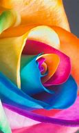 Image result for Apple 5 Rose