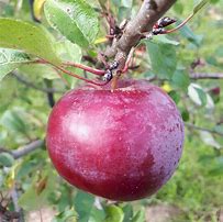 Image result for Novamac Apple Tree