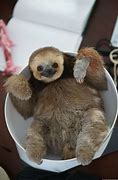 Image result for Sloth with Bowl Cut