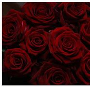 Image result for Dark Rose Red Color