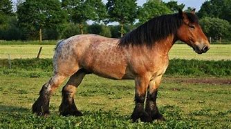 Image result for French Draft Horse Breeds