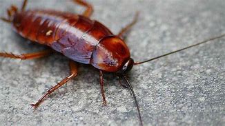 Image result for cucaracha