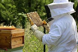 beekeeper 的图像结果