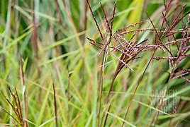 Image result for Miscanthus sinensis Sioux