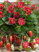 Image result for Fragaria x ananassa Sweet Anne