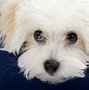 Image result for Puppy Dog Eyes No Background