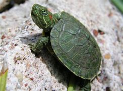 Image result for Cute Turtle Pics