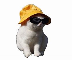 Image result for Boat Cat Meme