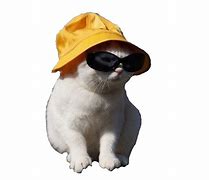 Image result for Google Cat Meme