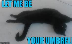 Image result for Cat Meme Umbrella