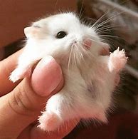 Image result for Newborn Dwarf Hamster